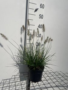 Pennisetum al. 'Little Bunny' geen maat specificatie cont. 2,0L - afbeelding 2
