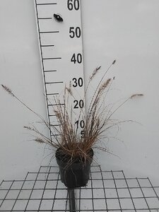 Pennisetum al. 'Little Bunny' geen maat specificatie cont. 2,0L - afbeelding 3