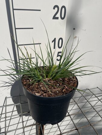 Pennisetum al. 'Little Bunny' geen maat specificatie cont. 2,0L - afbeelding 4