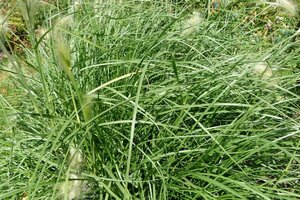 Pennisetum alopecuroides = Fountain Grass= compressum(verouderd) geen maat specificatie cont. 3,0L