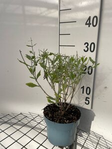 Perovskia atripl. 'Little Spire' geen maat specificatie cont. 2,0L - afbeelding 4