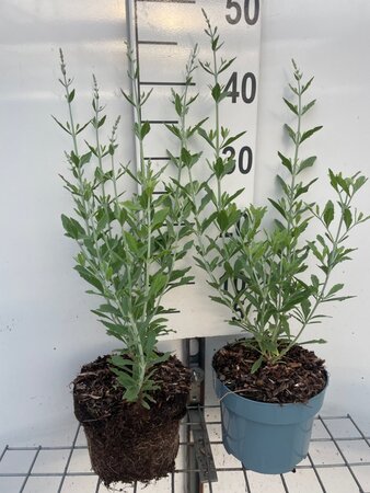 Perovskia atripl. 'Little Spire' geen maat specificatie cont. 2,0L - afbeelding 1