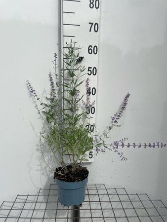Perovskia atripl. 'Little Spire' geen maat specificatie cont. 2,0L - afbeelding 4