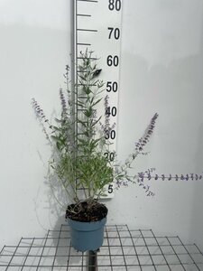 Perovskia atripl. 'Little Spire' geen maat specificatie cont. 2,0L - afbeelding 4