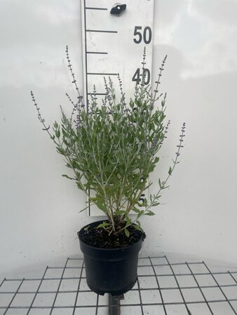 Perovskia atripl. 'Little Spire' geen maat specificatie cont. 2,0L - afbeelding 2