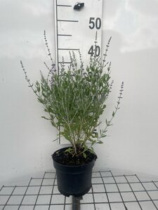 Perovskia atripl. 'Little Spire' geen maat specificatie cont. 2,0L - afbeelding 2