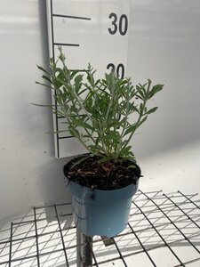 Perovskia atripl. 'Little Spire' geen maat specificatie cont. 2,0L - afbeelding 3