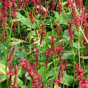 Persicaria a. 'Red Baron' geen maat specificatie 0,55L/P9cm - afbeelding 1