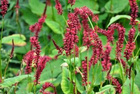 Persicaria a. 'Red Baron' geen maat specificatie 0,55L/P9cm - afbeelding 2