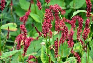 Persicaria a. 'Red Baron' geen maat specificatie 0,55L/P9cm - afbeelding 2