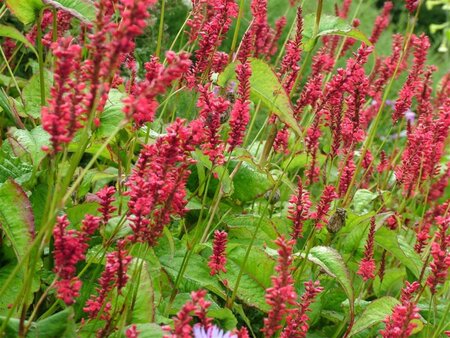 Persicaria a. 'Red Baron' geen maat specificatie 0,55L/P9cm - afbeelding 3