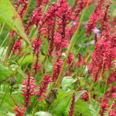 Persicaria a. 'Red Baron' geen maat specificatie 0,55L/P9cm - afbeelding 4