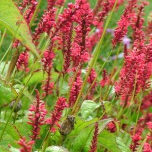 Persicaria a. 'Red Baron' geen maat specificatie 0,55L/P9cm - afbeelding 4