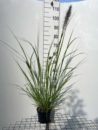 Pennisetum al. 'Redhead' geen maat specificatie cont. 2,0L - afbeelding 3