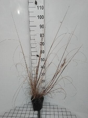 Pennisetum al. 'Redhead' geen maat specificatie cont. 2,0L - afbeelding 4
