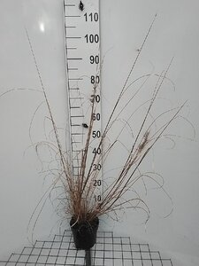 Pennisetum al. 'Redhead' geen maat specificatie cont. 2,0L - afbeelding 4