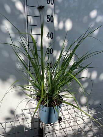 Pennisetum al. 'Redhead' geen maat specificatie cont. 2,0L - afbeelding 5