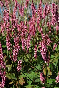Persicaria a. 'Rowden Gem' geen maat specificatie 0,55L/P9cm