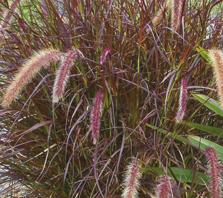 Pennisetum advena 'Rubrum' geen maat specificatie 0,55L/P9cm - afbeelding 1
