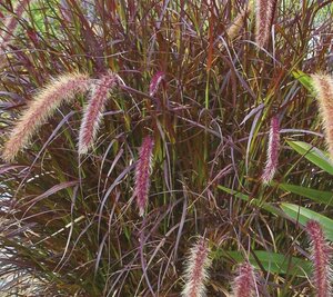 Pennisetum advena 'Rubrum' geen maat specificatie 0,55L/P9cm - afbeelding 1