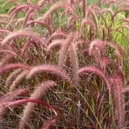 Pennisetum advena 'Rubrum' geen maat specificatie 0,55L/P9cm - afbeelding 2