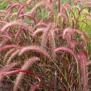 Pennisetum advena 'Rubrum' geen maat specificatie 0,55L/P9cm - afbeelding 2