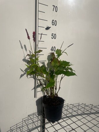 Persicaria a. 'Speciosa' = Firetail geen maat specificatie cont. 2,0L - afbeelding 1