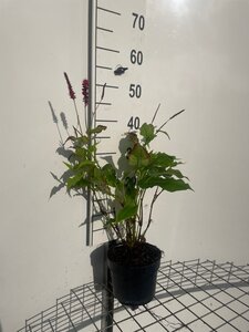 Persicaria a. 'Speciosa' = Firetail geen maat specificatie cont. 2,0L