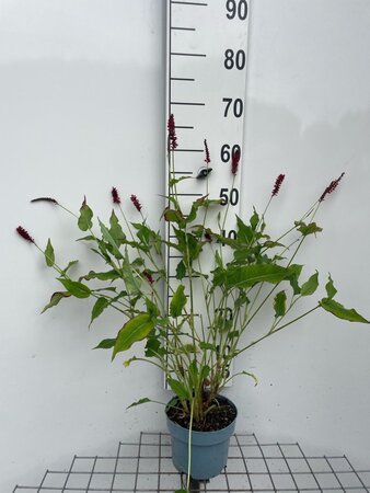 Persicaria a. 'Speciosa' = Firetail geen maat specificatie cont. 2,0L - afbeelding 3