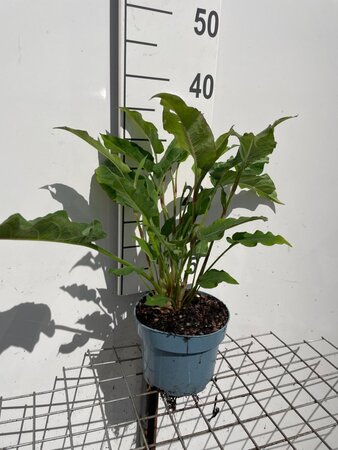 Persicaria a. 'Speciosa' = Firetail geen maat specificatie cont. 2,0L - afbeelding 2
