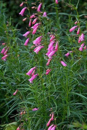 Penstemon 'Evelyn' geen maat specificatie 0,55L/P9cm - afbeelding 1