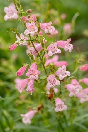 Penstemon 'Evelyn' geen maat specificatie 0,55L/P9cm - afbeelding 2