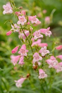 Penstemon 'Evelyn' geen maat specificatie 0,55L/P9cm - afbeelding 2