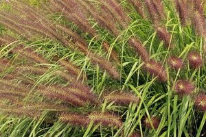 Pennisetum thunbergii geen maat specificatie 0,55L/P9cm - afbeelding 1