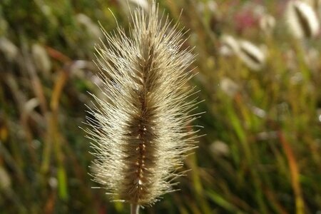 Pennisetum thunbergii geen maat specificatie 0,55L/P9cm - afbeelding 2