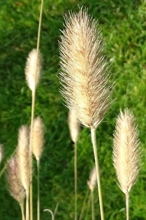 Pennisetum thunbergii geen maat specificatie 0,55L/P9cm - afbeelding 3
