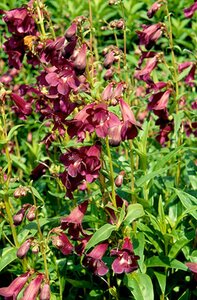 Penstemon 'Raven' geen maat specificatie 0,55L/P9cm