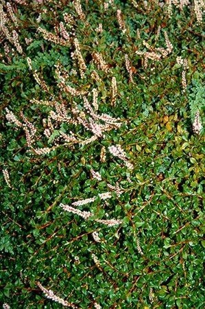 Persicaria vacciniifolia geen maat specificatie 0,55L/P9cm - afbeelding 1