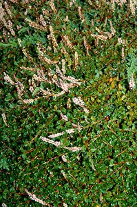 Persicaria vacciniifolia geen maat specificatie 0,55L/P9cm - afbeelding 1