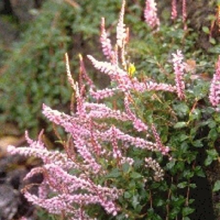 Persicaria vacciniifolia geen maat specificatie 0,55L/P9cm - afbeelding 2