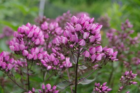 Phlox (P) Butonik geen maat specificatie 0,55L/P9cm - afbeelding 1