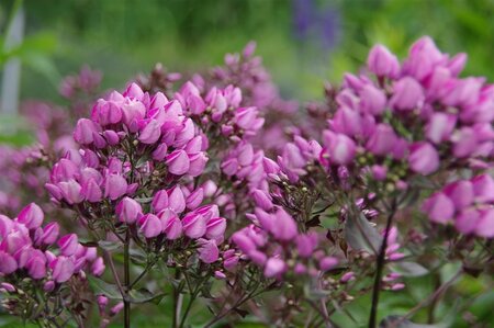 Phlox (P) Butonik geen maat specificatie 0,55L/P9cm - afbeelding 2