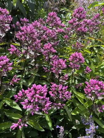 Phlox (P) Butonik geen maat specificatie 0,55L/P9cm - afbeelding 3