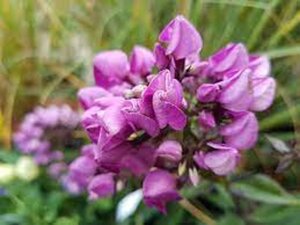 Phlox (P) Butonik geen maat specificatie 0,55L/P9cm - afbeelding 4
