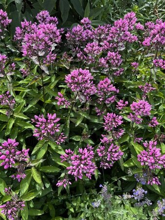 Phlox (P) Butonik geen maat specificatie 0,55L/P9cm - afbeelding 5