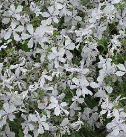 Phlox div. 'May Breeze' geen maat specificatie 0,55L/P9cm