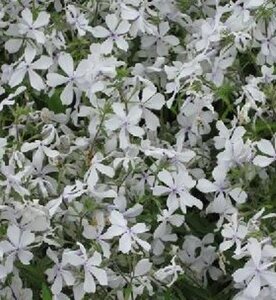 Phlox div. 'May Breeze' geen maat specificatie 0,55L/P9cm