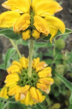 Phlomis fruticosa geen maat specificatie 0,55L/P9cm - afbeelding 1