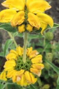 Phlomis fruticosa geen maat specificatie 0,55L/P9cm - afbeelding 1