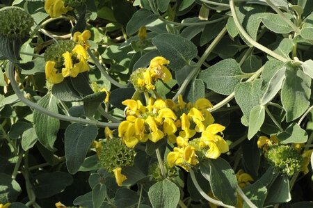 Phlomis fruticosa geen maat specificatie 0,55L/P9cm - afbeelding 2